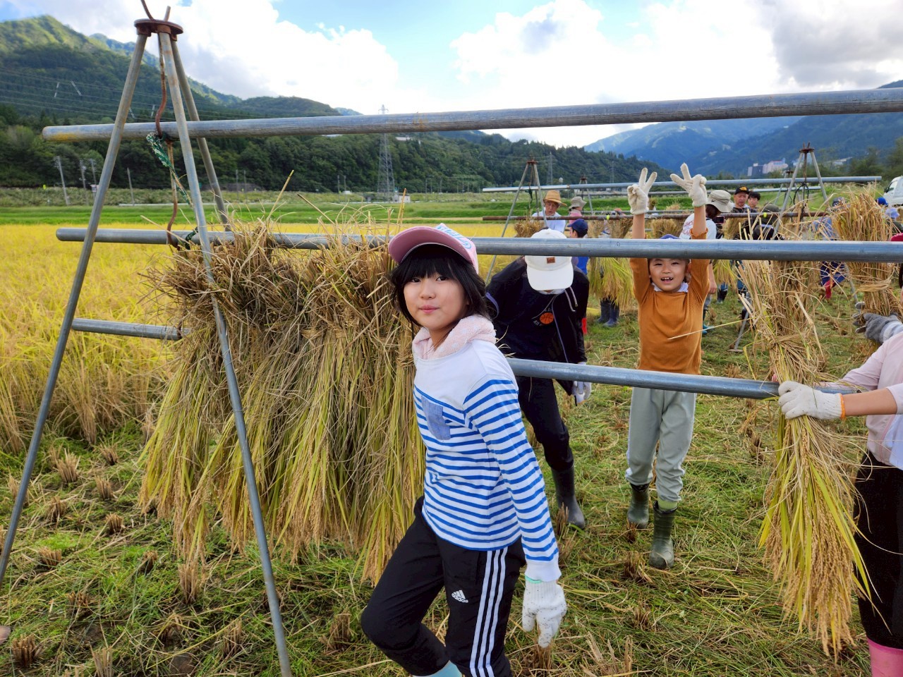 autumn-rice9