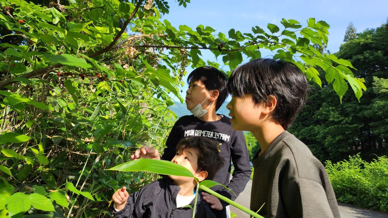 田植え１２